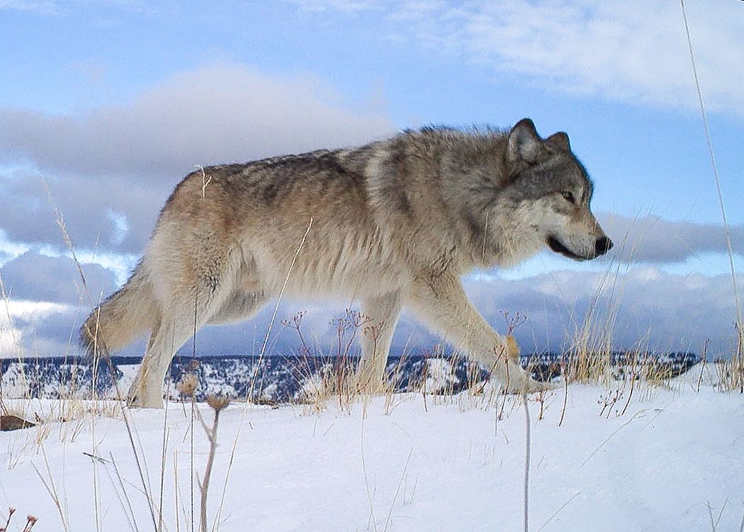 OHA asks Commission to sanction wolf hunt